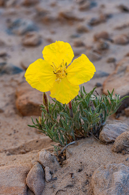 黄色月见草，长管月见草，Oenothera flava变种;大楼梯-埃斯卡兰特国家纪念碑，犹他州;柳叶菜科的家庭